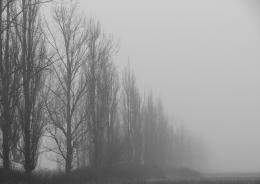 Landscape in the fog