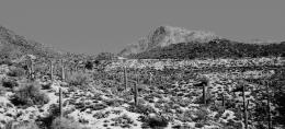 Valley of Cacti