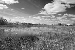 Wetlands