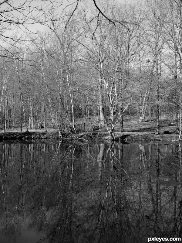 A day at the pond