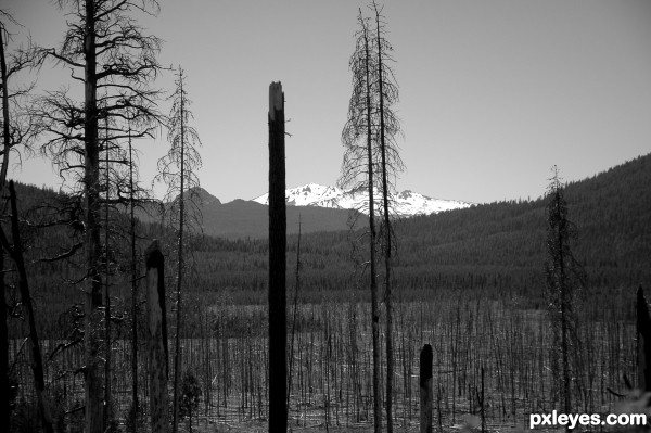 Forest Fire Aftermath 