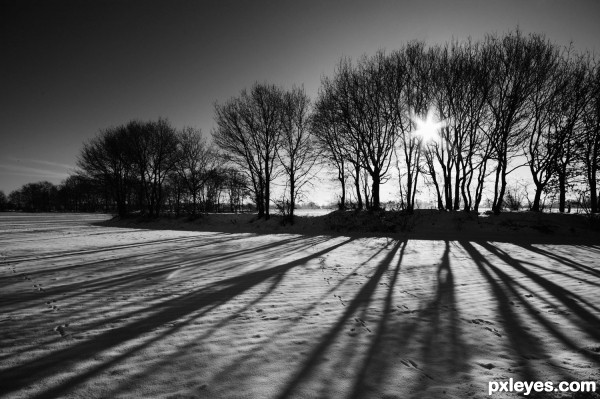 Trees and shadows