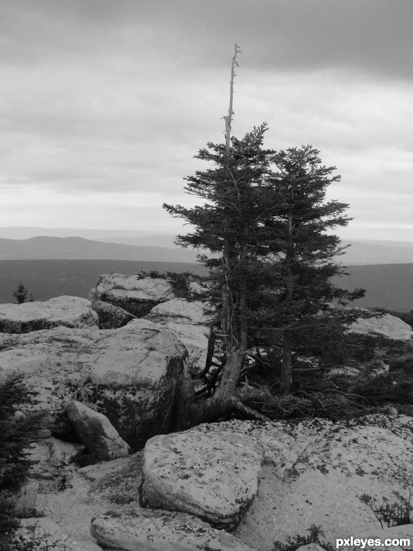 Creation of Dolly Sods: Step 1
