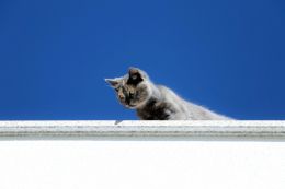 cat