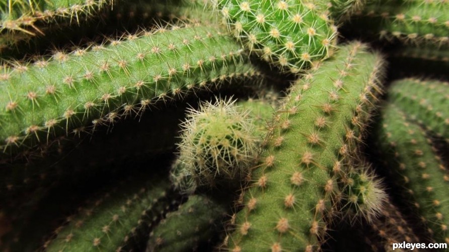 Octopus cactus