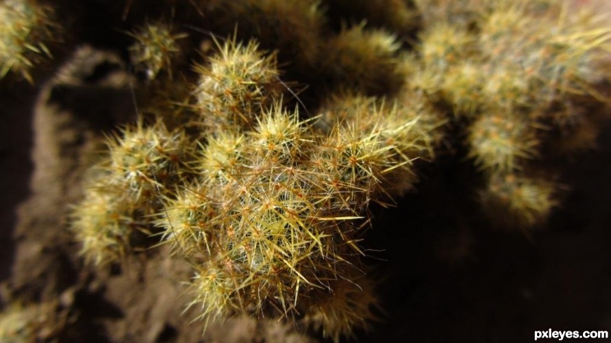 Indian Spiky Cactus