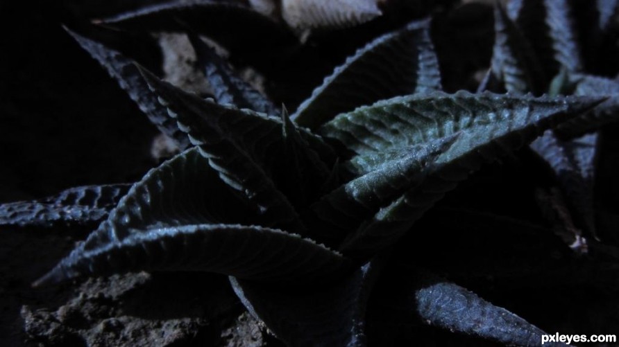 Texture of Indian Cactus