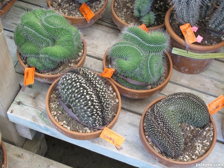 Cactus