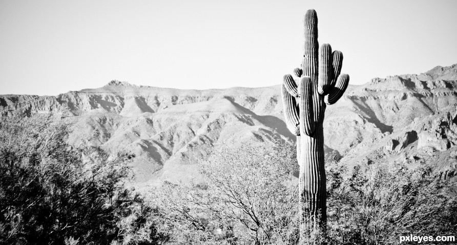 The Mighty Saguaro