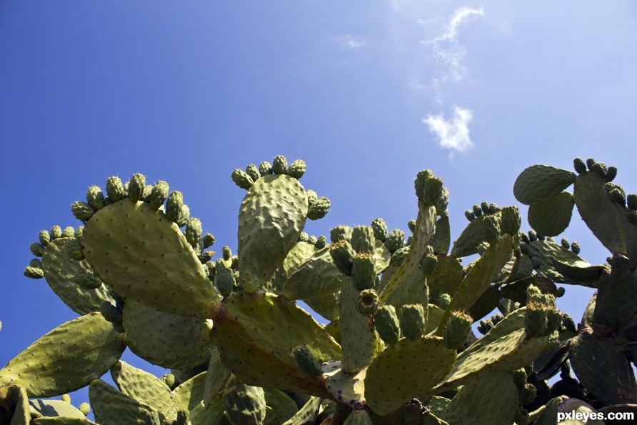 Cacti