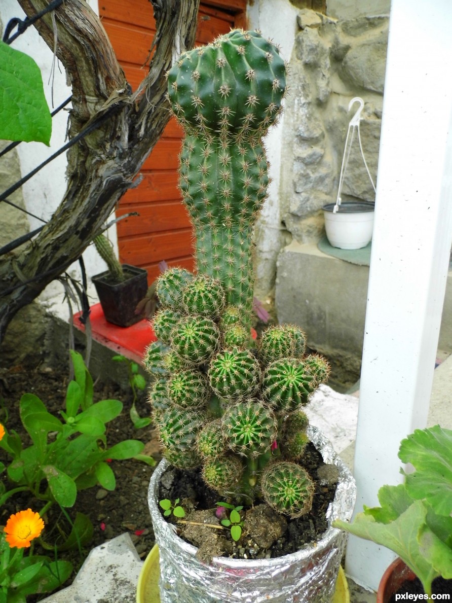 Cacti