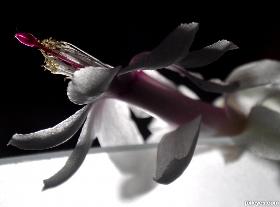 X-mas cactus flower