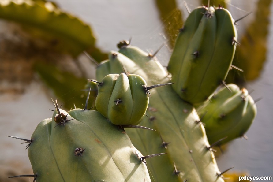 Spiny cactus