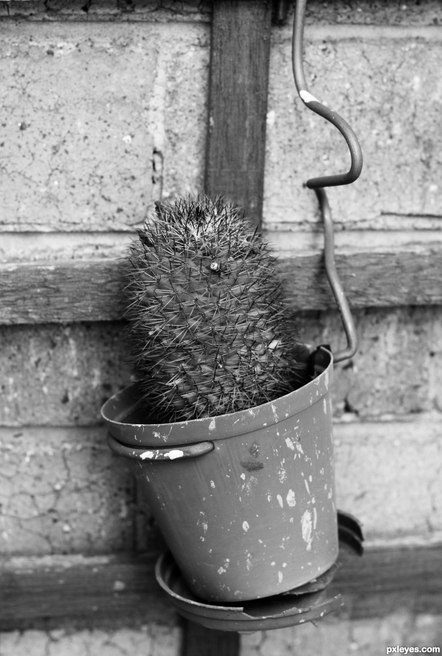Cactus Pot