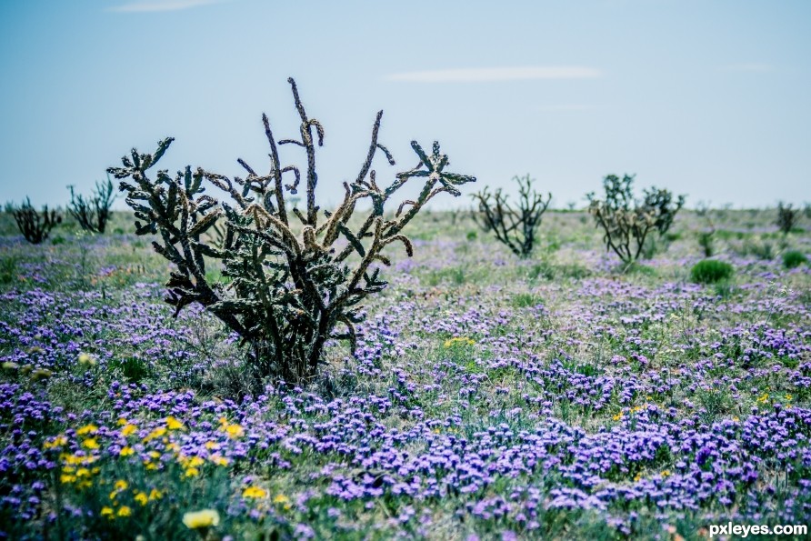 Thorns Among Beauty