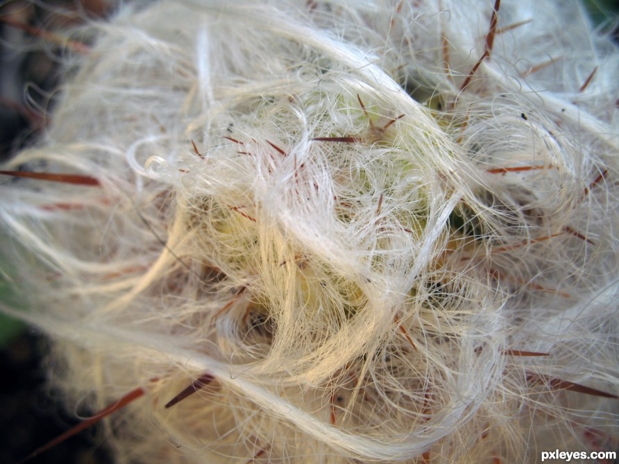 prickly beard