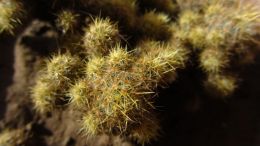 Indian Spiky Cactus