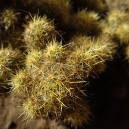 IndianSpikyCactus