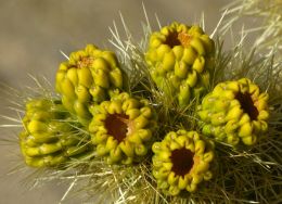 Jumping Cholla cactus flower Picture