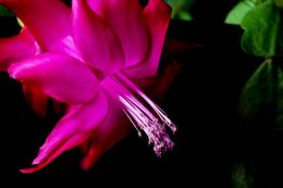 X-mas Cactus Bloom