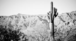 The Mighty Saguaro