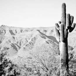 TheMightySaguaro