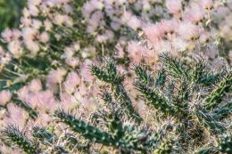 Prickly & Soft