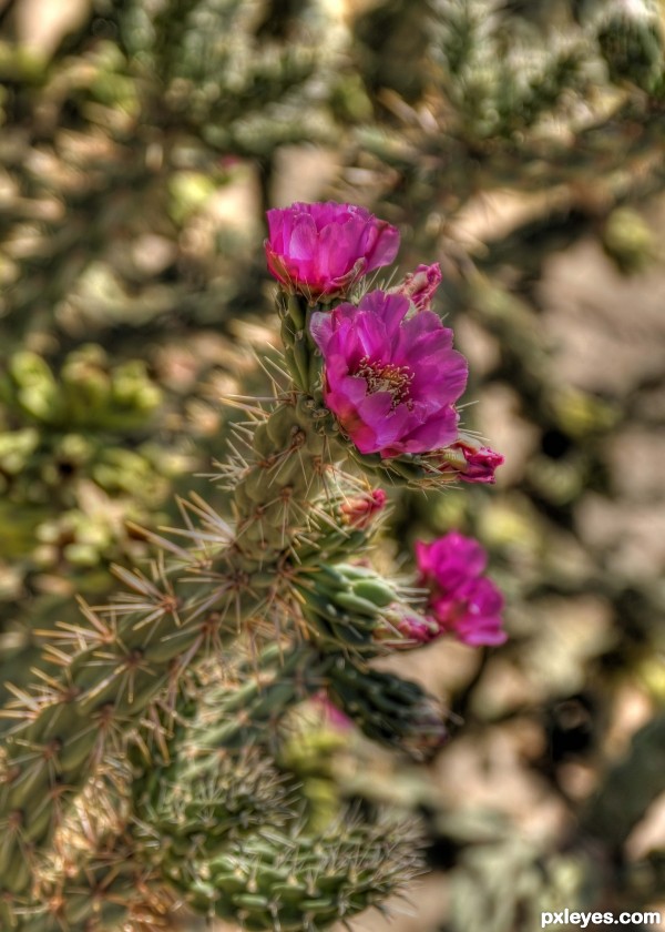 Bloomin Tips