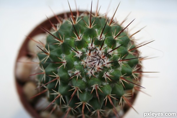 Cactus in a pot