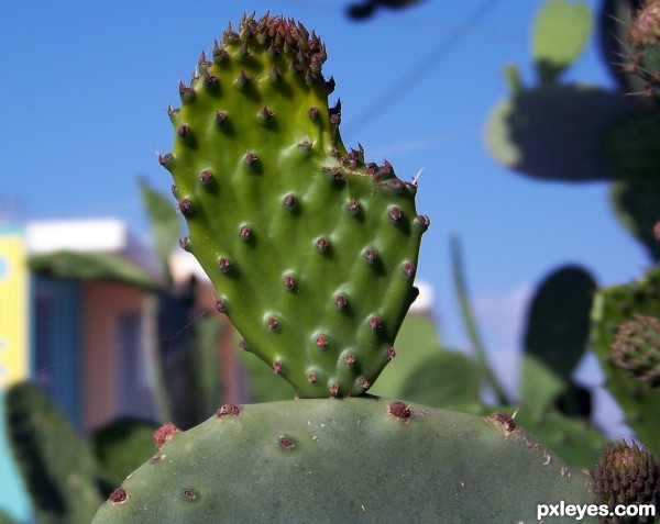 Cactus mactus