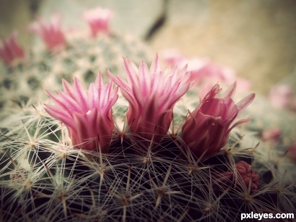 Cactus with flowers