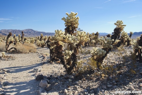 Cholla Cactus