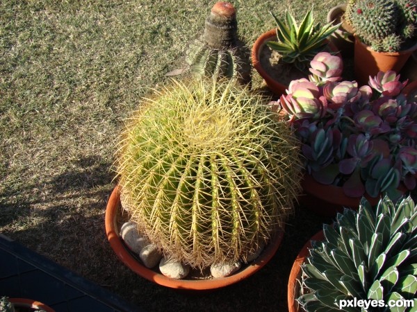 Golden barrel cactus