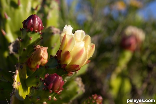 cactus flower