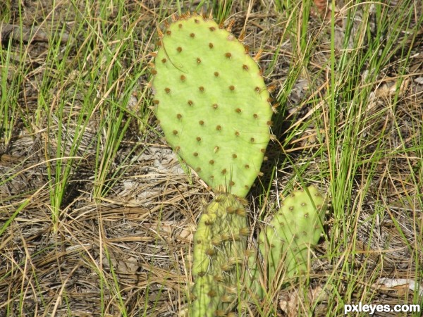 colorado cactus