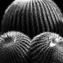cactus 2 photography contest