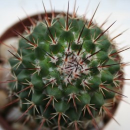 Cactus in a pot