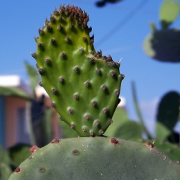 Cactus mactus