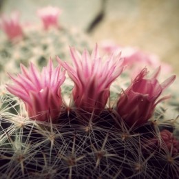 Cactus with flowers