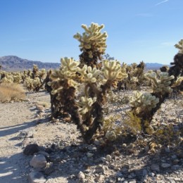 Cholla Cactus