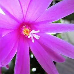 Whitsun Cactus in full bloom