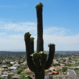 az cactus