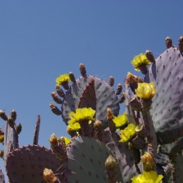 blooming yellow