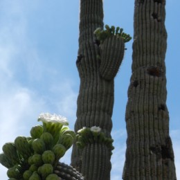 cactii