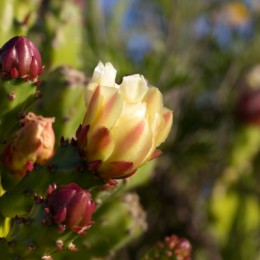 cactus flower