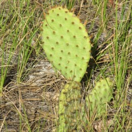 coloradocactus