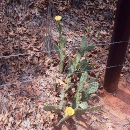 flowering cactus