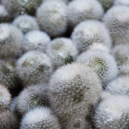 white cactus