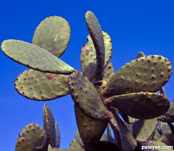 Cacti - plural