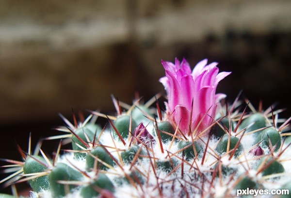 Cactus in bloom